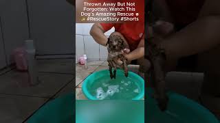 Thrown Away But Not Forgotten: Watch This Dog’s Amazing Rescue 🐶✨ #RescueStory #shorts