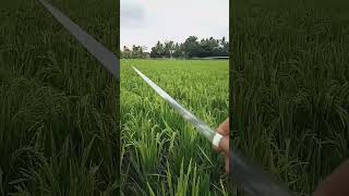 Download Lagu trik sederhana mengatasi hama burung pada padi MP3