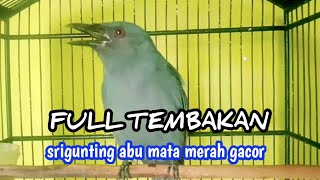 AMPUH BIKIN EMOSI‼️SRIGUNTING ABU MATA MERAH GACOR FULL TEMBAKAN PERIH