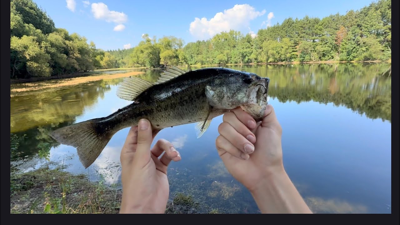 Bass fishing in the south (MONSTER BASS‼️)