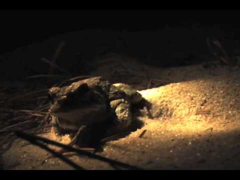 Studying Fowlers Toads in the Province Lands of Cape Cod National Seashore