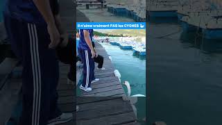 🟣 Twitch : HakaiWRLD, Qassimiento, HamzaKerdaloco #pourtoi #clips #twitch #twitchfr #humour