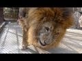 百獣の王、ライオンのモジロー　岡山・池田動物園 の動画、YouTube動画。