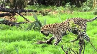 08 Eye Of The Leopard