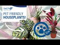 Pet Friendly Houseplants