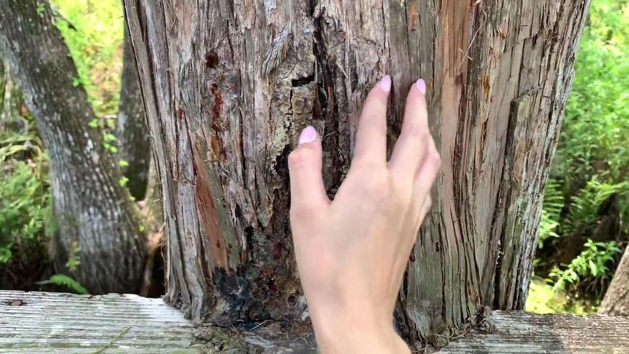 lofi asmr at the park