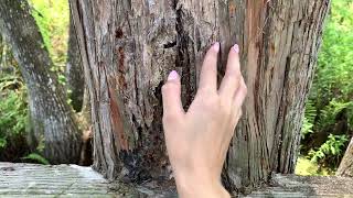 lofi asmr at the park