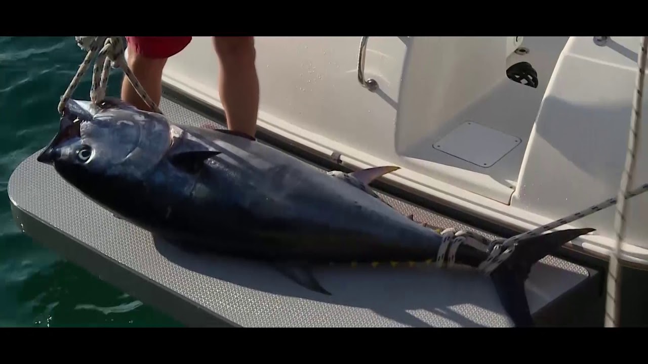 TUNA FEVER ROGOZNICA 2019