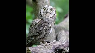 Assiolo Il Piu Piccolo E Bello Tra I Rapaci Notturni. Per Gli Amici Chiu