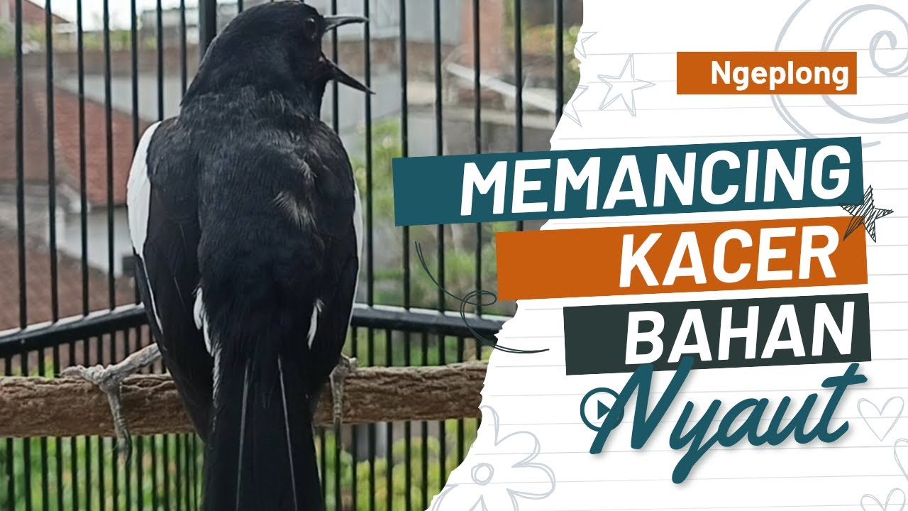 Terapi pagi suara kacer ngeplong ini bikin kacer bahan cepat bunyi gacor!