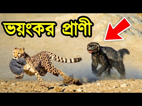 এই প্রাণীটির সাহস দেখলে অবাক হয়ে যাবেন | হানি ব্যাজার | Honey Badger vs Python Snake & Jackal Fight