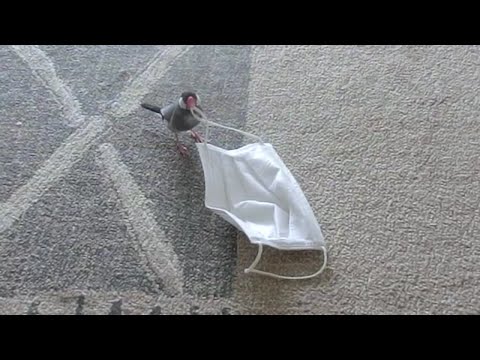 花粉症は大丈夫ですか？ 桜文鳥ほーちゃん！ 文鳥動画