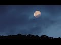 MOONLIT FOREST NIGHT – RELAXING ANIMAL SOUNDS FOR MEDITATION AND SLEEP