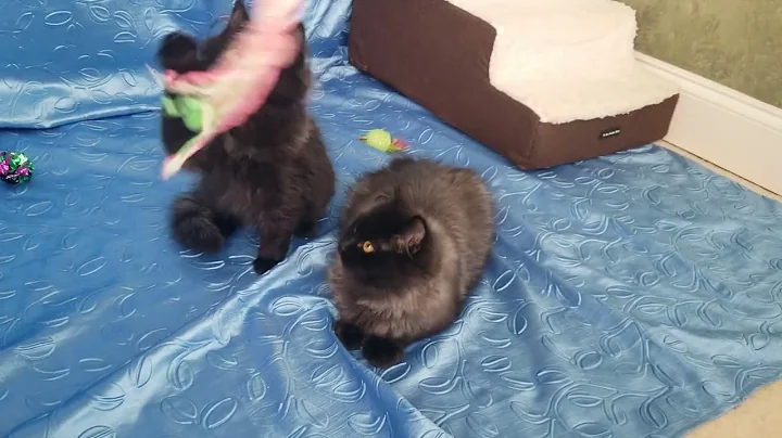 Watch the video about Beautiful black smoke ragdoll kittens