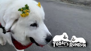 野菊のかんざしで元気にお散歩したルンルンです　Great Pyrenees　グレートピレニーズ