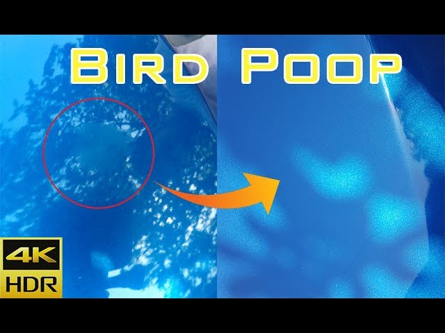 BEST TIP: Removing Bird Poop from your Paint! 