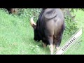 KODAIKANAL BISON SEARCHING FOOD IN THE TOWN 17 NOV 2016