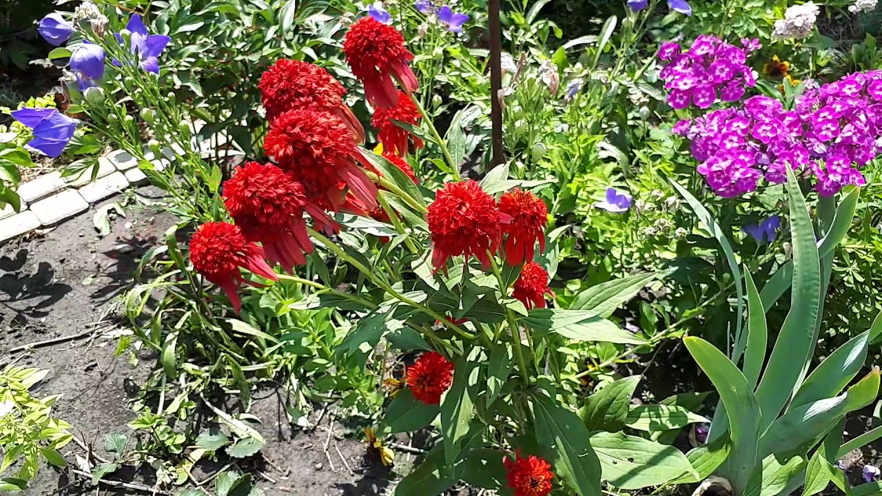 Эхинацея Hot Papaya