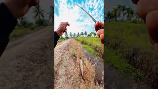casting gabus sungai #mancing #ikan #fyp #youtubeshorts