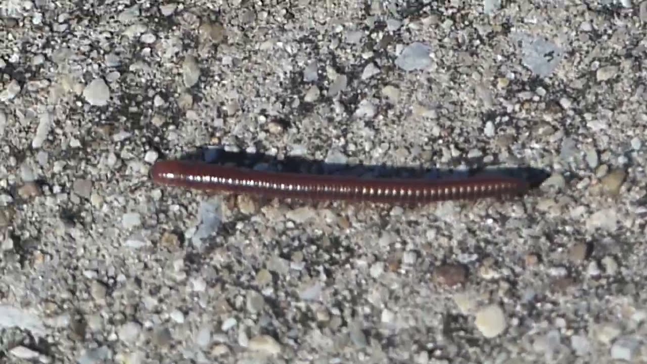 this week at cooper creek episode 131 (HD)