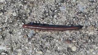 this week at cooper creek episode 131 (HD)