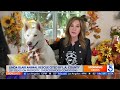 Linda Blair's unlicensed dog kennel cited by L.A. County