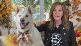 Linda Blair's unlicensed dog kennel cited by L.A. County