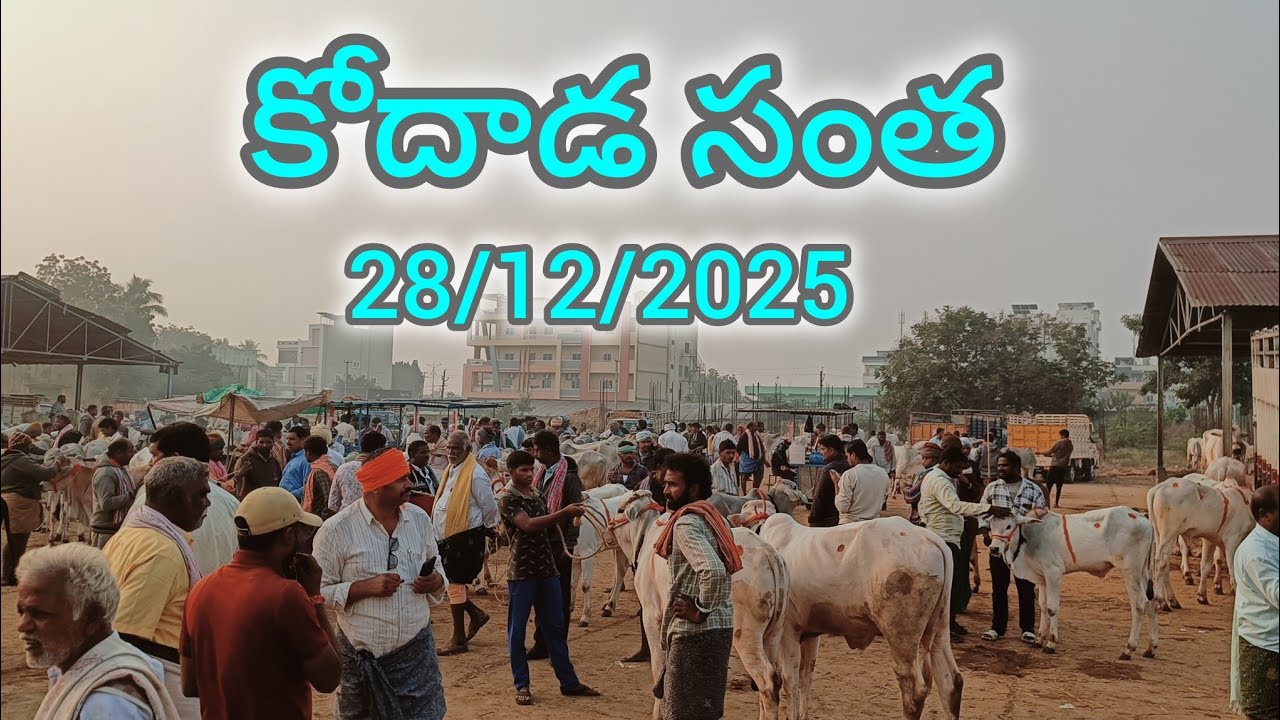 Кодада Санта 28.12.2025 