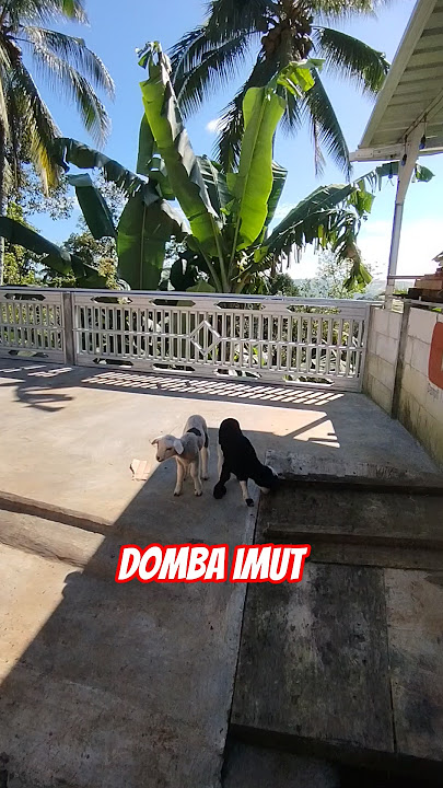 kam kambing lucu domba lucu embek lucu #goat #animals #cute #pets #funny #domba #funnyanimals
