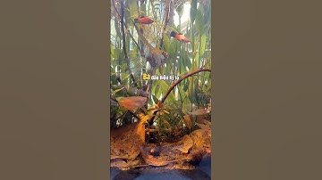 3 dấu hiệu cho thấy bạn đã sẵn sàng nuôi cá #thuysinhbenvung