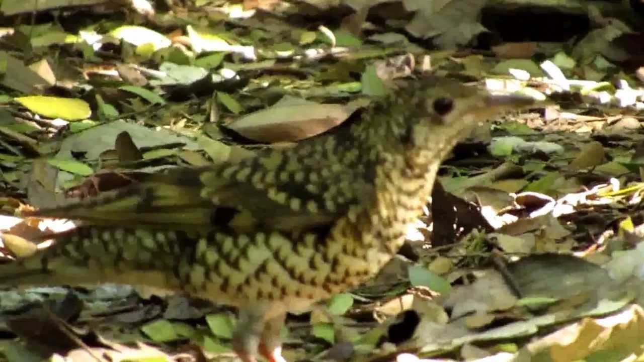 Scaly Ground-Thrush 