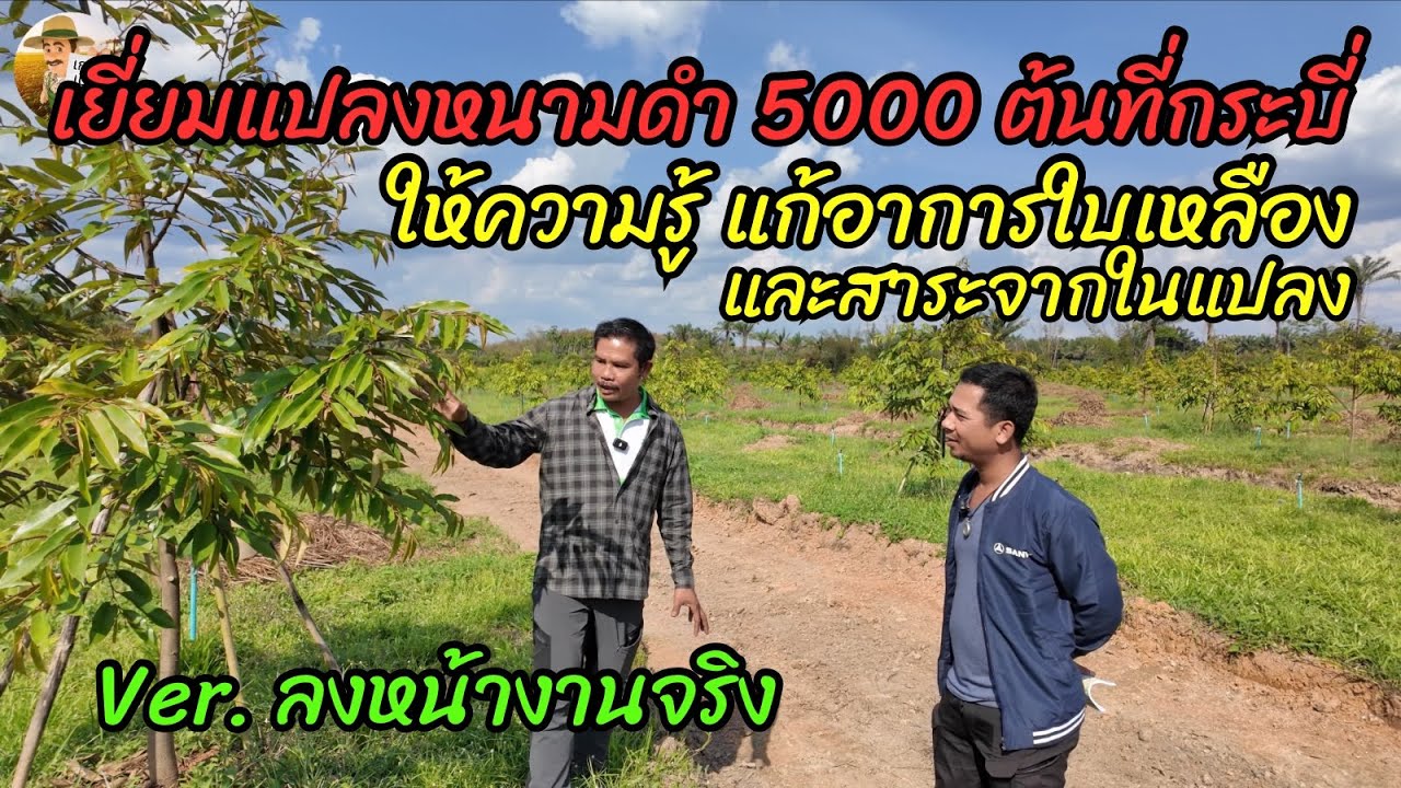 ไปเที่ยวแปลงหนามดำ 5000 ต้น ที่กระบี่ ลงพื้นที่แนะนำการดูแล การแก้อาการใบเหลือง แบบฉบับลงหน้างานจริง