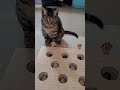 Funny cats playing with toys ep3 #funnycats #cat #catvideos