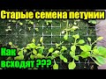 Сколько лет всходят семена петунии? Результат испытаний!