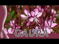 Un guide simple pour cultiver du gaura oenothera lindheimeri wandflower indianfeather 
