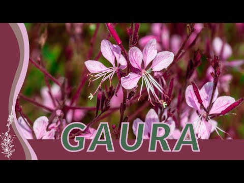 Video: Gaura Perennal Care: Growth Needs of the Gaura Plant