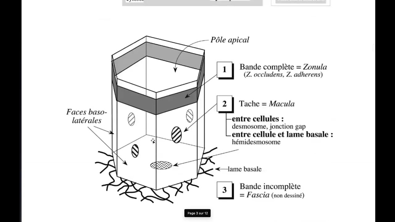 COURS UE9 MEMBRANE PLASMIQUE 2EME PARTIE 2023 BY ILAN