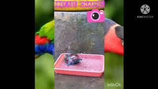 DETIK DETIK BURUNG NURI MINTA MANDI SENDIRI😱😱