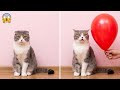 Bear, don't snore! 🐕 Funny videos with dogs, cats, and other animals! 🐱 🥟 Funniest Animals 2025