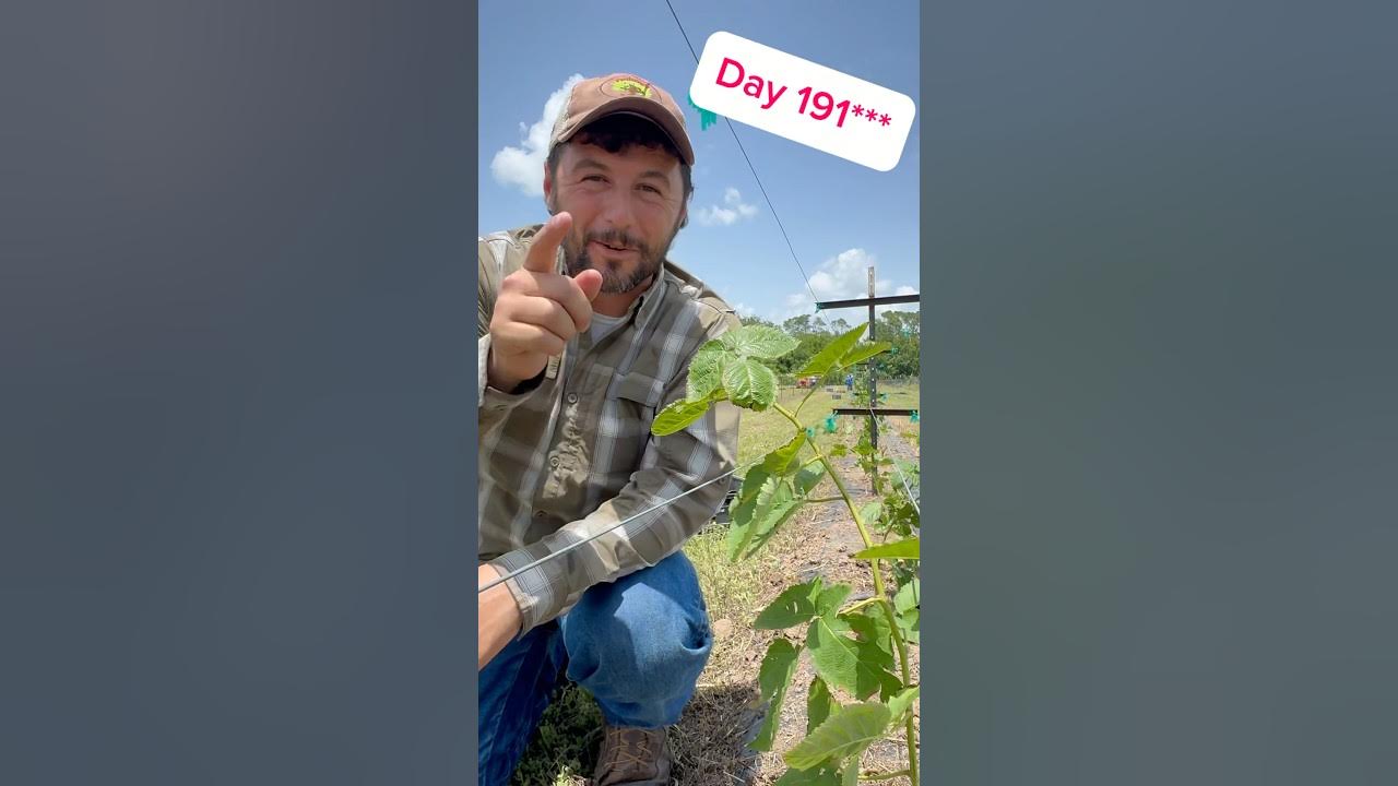 Planting blackberries! #blackberry #houstontx Planting blackberries! #blackberry #houstontx