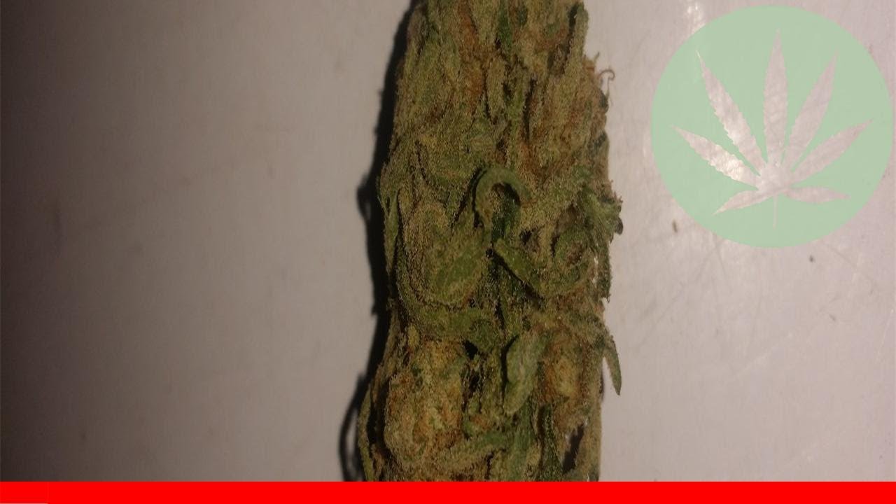 Hellfire Og - All About This Strain