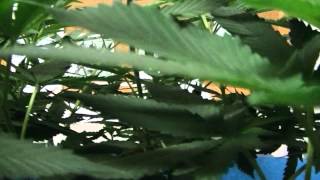 Blue Dream Grow Update 6