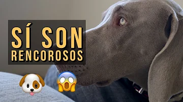 ¿Son rencorosos los perros?