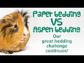 PAPER BEDDING for GUINEA PIGS | Testing ABSORBENCY & ODOUR Control | Is it GOOD Guinea Pig Bedding?