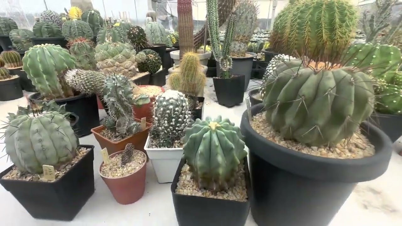 Day 3 in Thailand Plant Shopping at Kebko Cactus