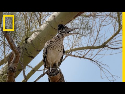 Videó: A roadrunner Arizonában él?