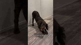 my main chew stance #boykinspaniel #puppy #funny #funnyvideo