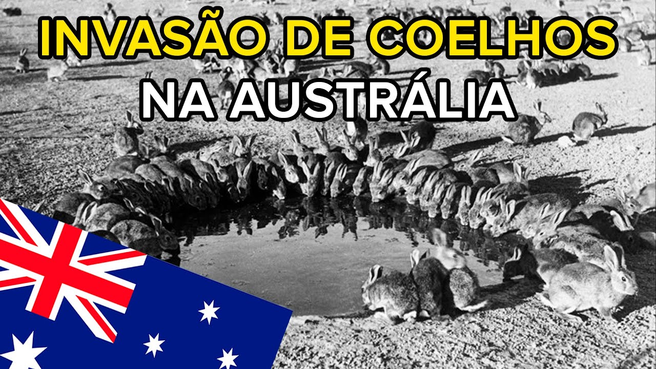 Megainfestação de ratos devasta fazendas na Austrália 