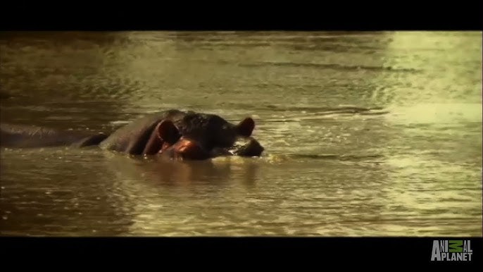 Fatal Attraction Animal Planet Full Episodes Free Fatal Attraction Animal Planet