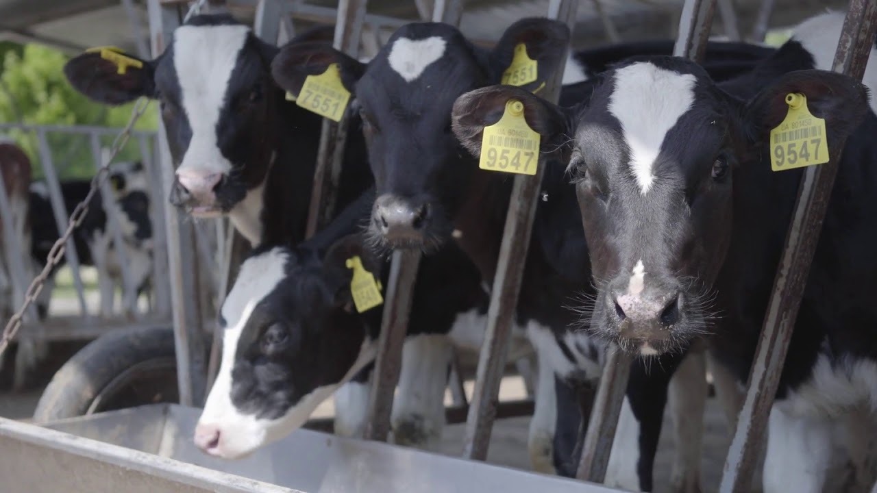 black and white cows with markers on ears on a farm agriculture